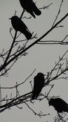 SX00511 Silhouet of birds (Rooks - Corvus frugilegus) in tree.jpg